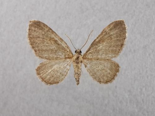 Eupithecia immundata